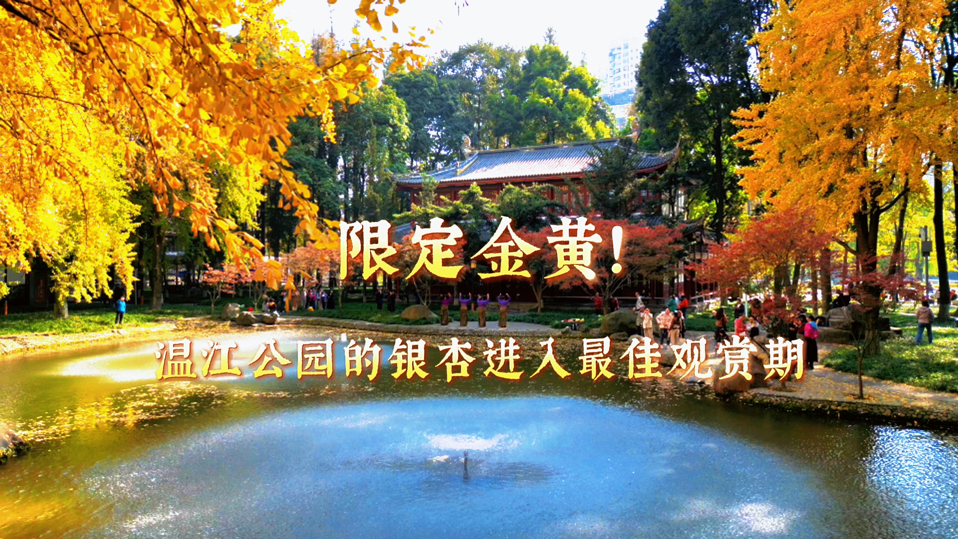 限定金黄~温江公园的银杏进入最住观赏期!#温江四季#这里是温江