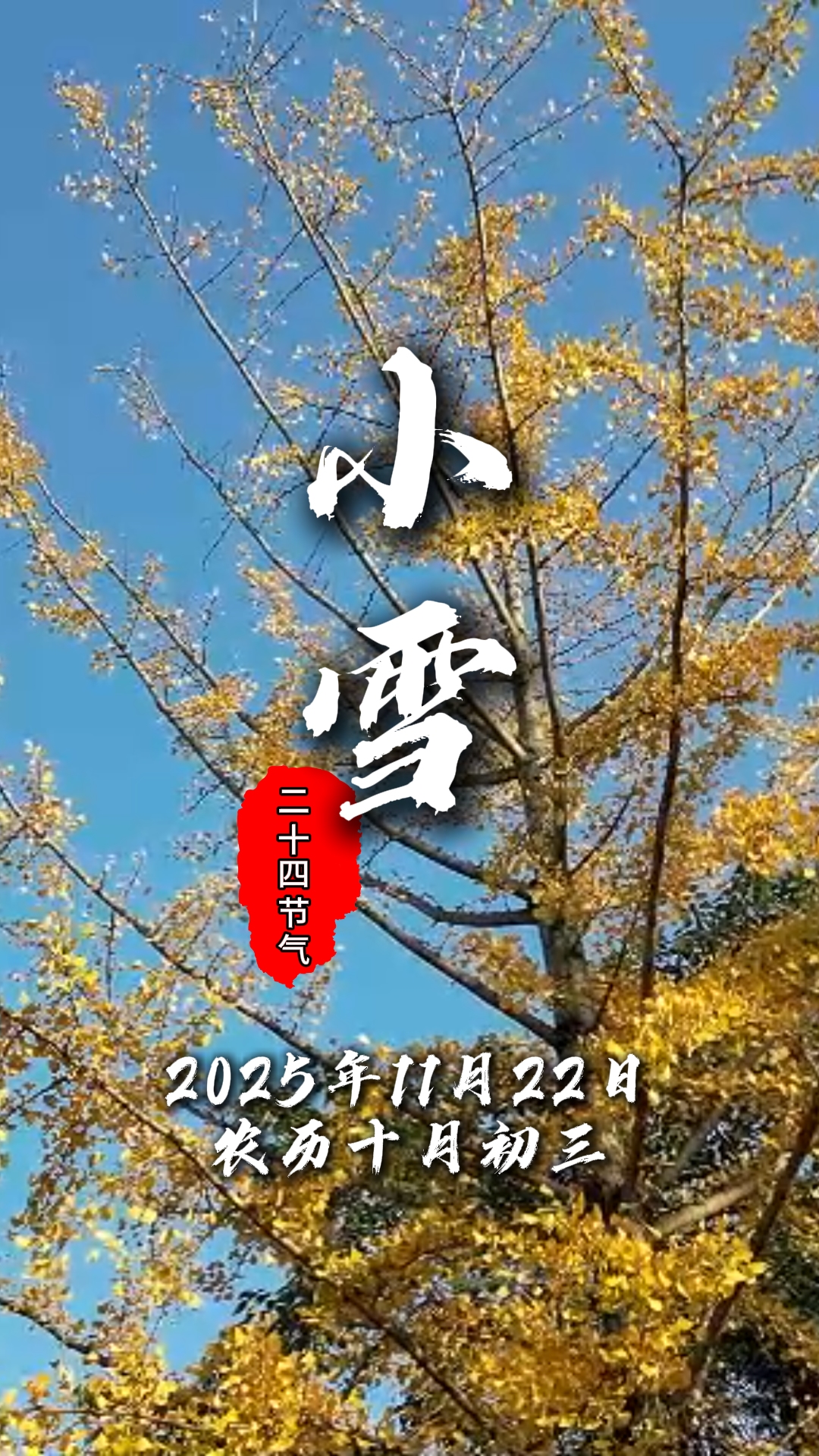 今日小雪#二十四节气#温江四季#这里是温江