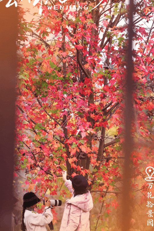 🤗浪漫冬日，去温江这些有“枫”的地方~