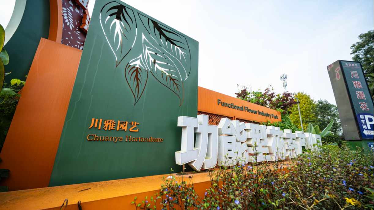 温江这里的树莓熟了！走，带娃采摘尝鲜→