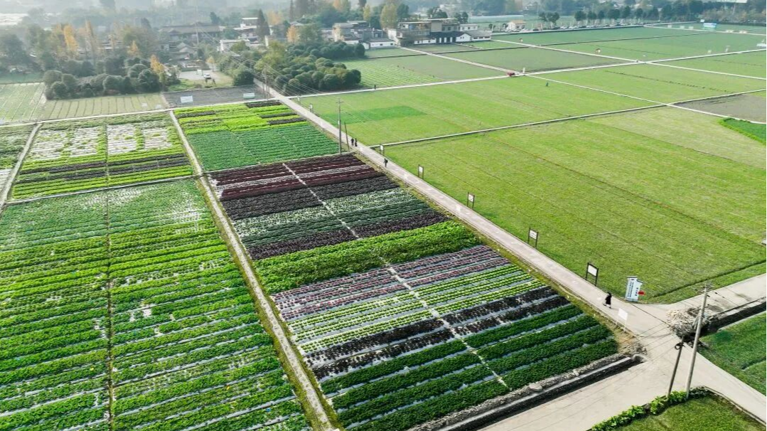 颜值与味蕾的双重享受！温江蔬菜届来了新“网红”→