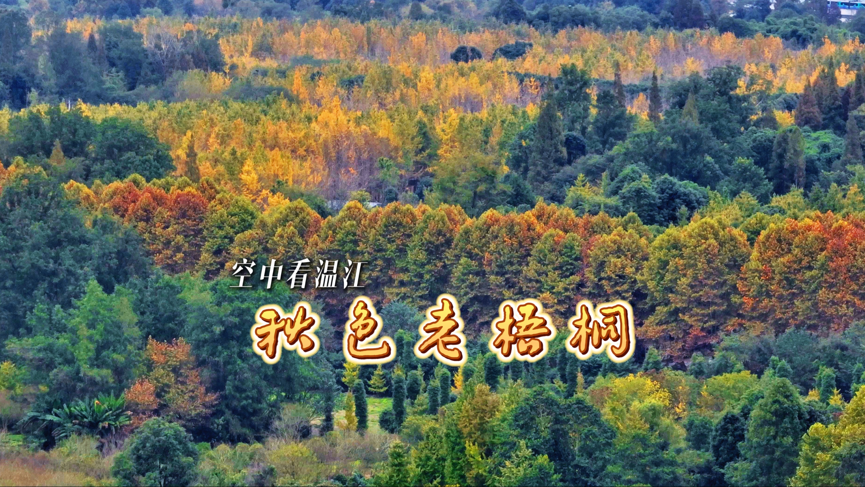 空中看温江 | 秋色老梧桐