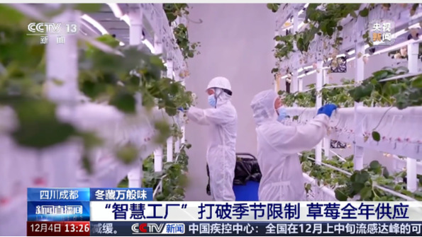 央视关注！温江草莓365天不间断采摘的秘密→