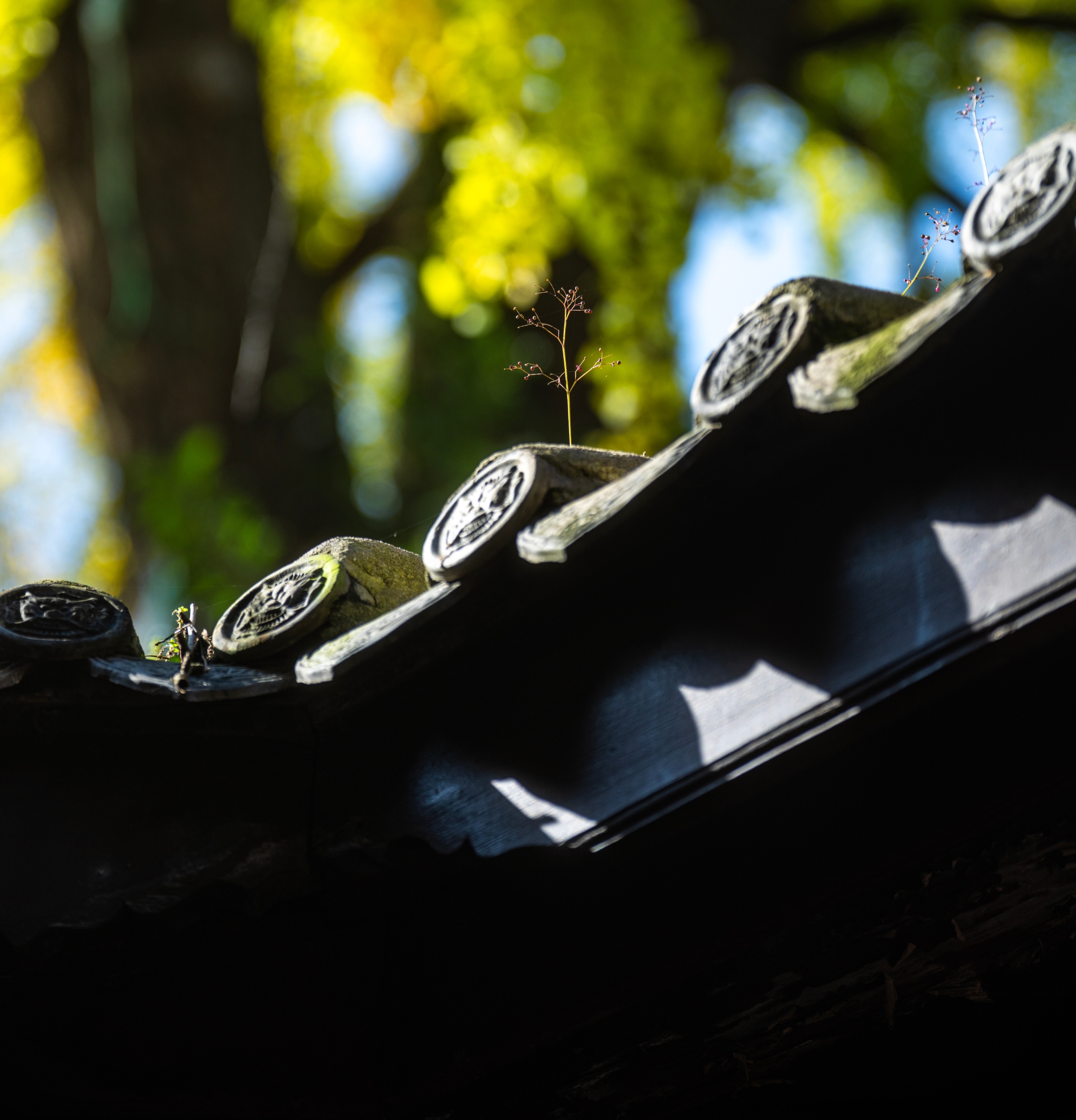 @所有温江人 进来“光合作用”→