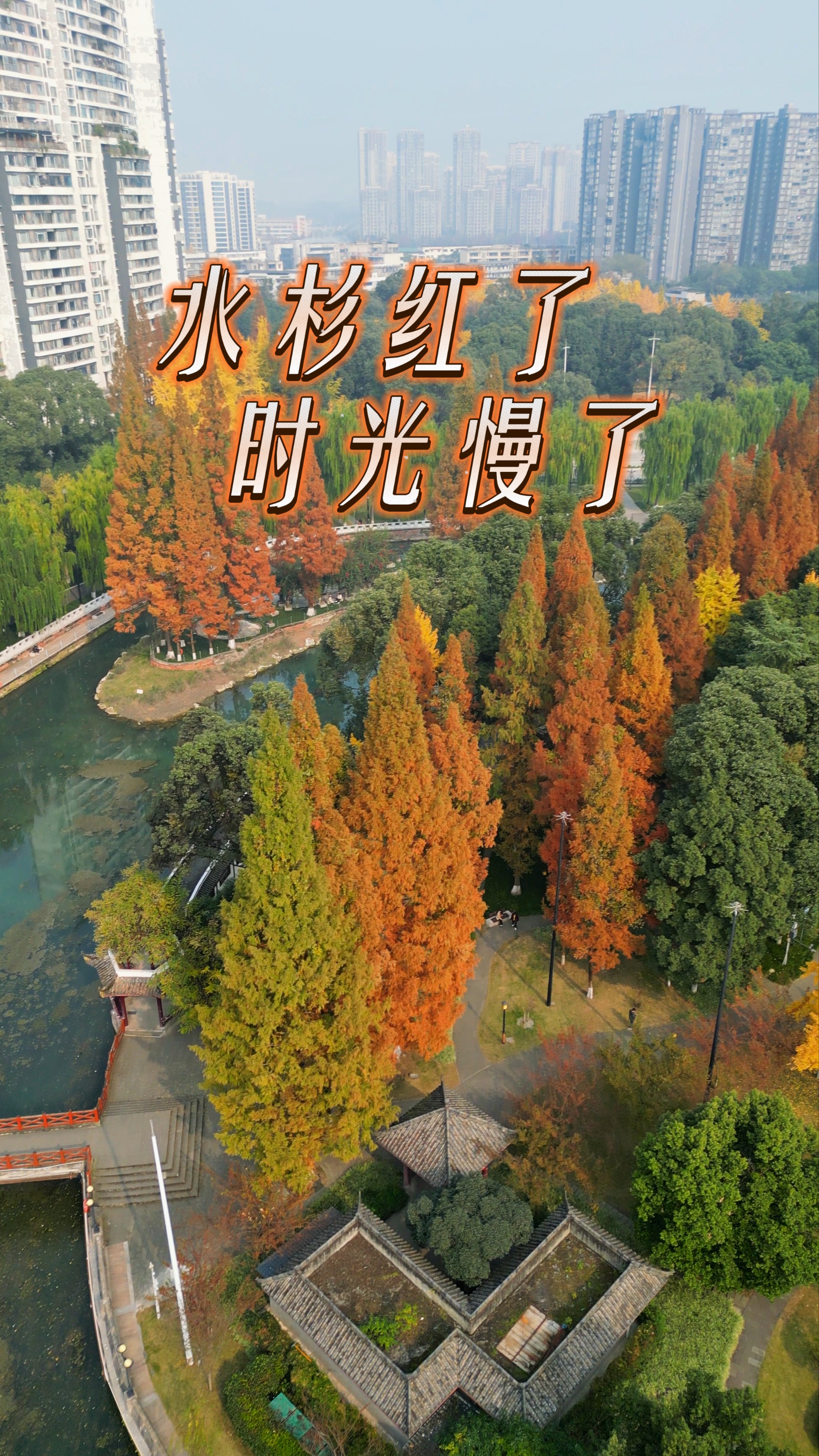 水杉红了，时光慢了～