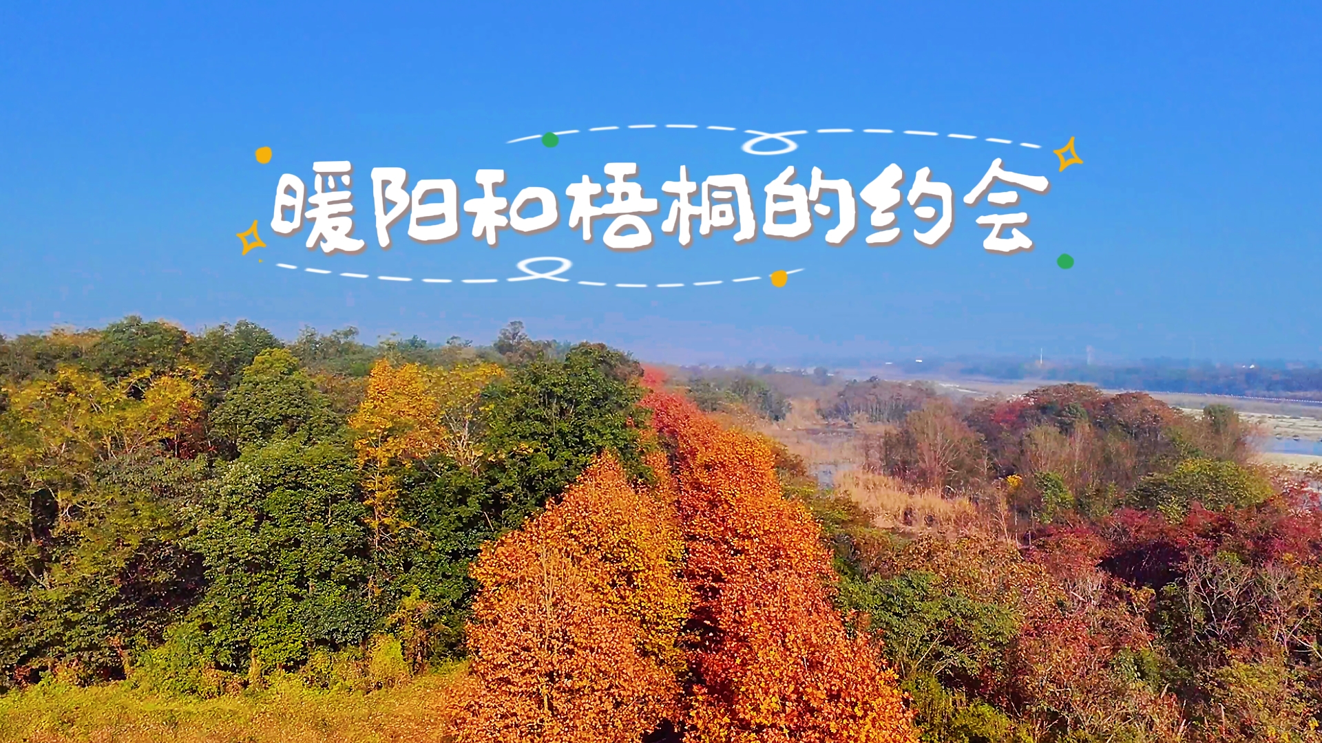 暖阳和梧桐的约会~#梧桐#冬日暖阳#冬日限定#打卡推荐#温江四季#这里是温江#连二里市