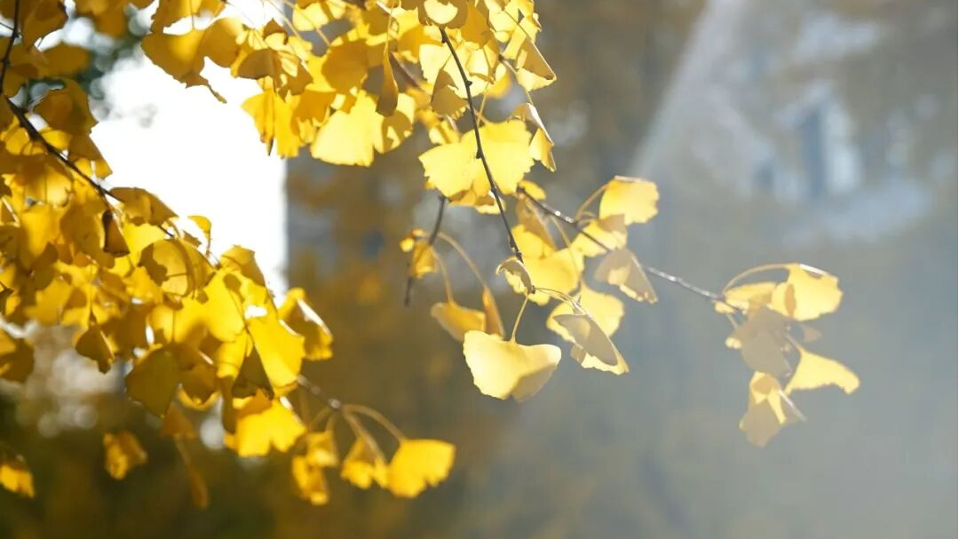 在“杏”福满满的大南街！这样拍超出片🤳🤳🤳