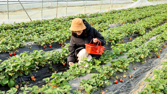 甜透冬日！来温江“花式”解锁“莓”好时光~