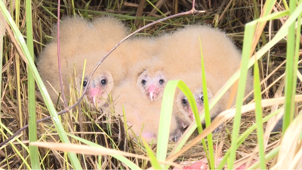 羽翼渐丰！温江草鸮要 “离家”，这份守护与不舍藏不住了