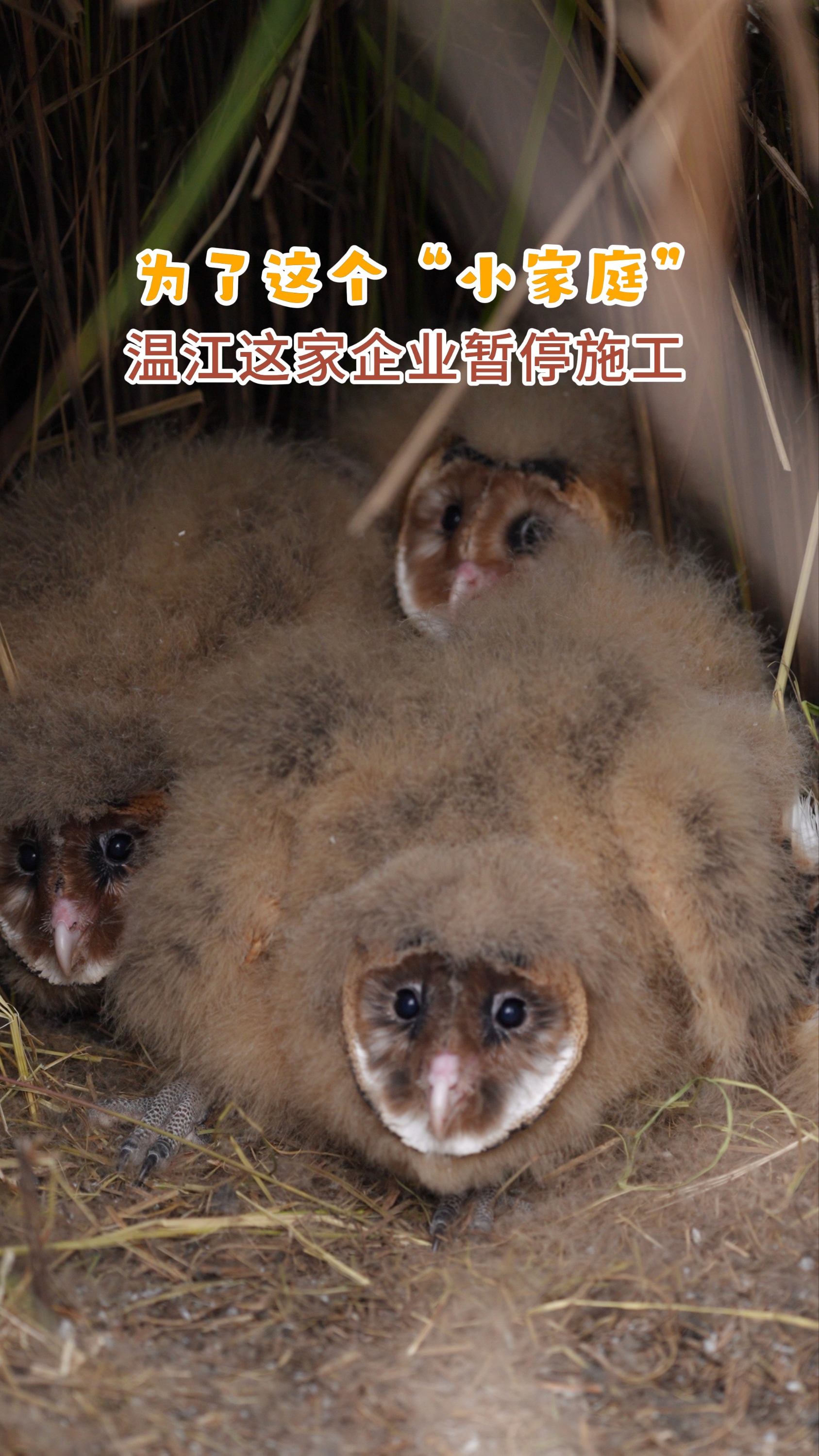为了这个“小家庭”~温江这家企业暂停施工#草鸮#国家二级保护动物#生物多样性#温暖#温江一家亲#这里是温江