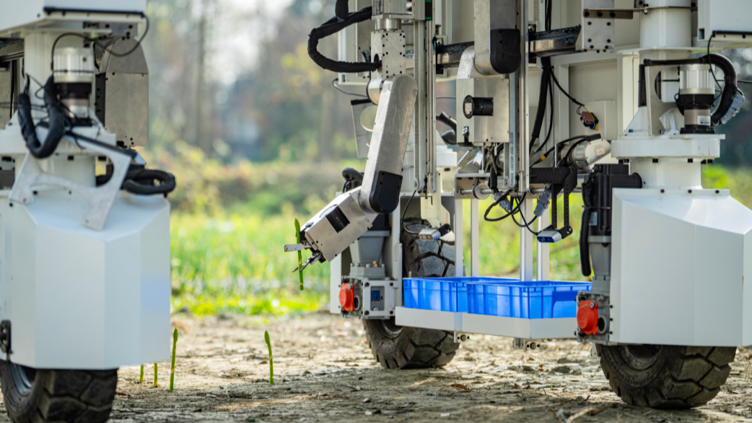 快稳准！“温江造”机器人这样采收芦笋→