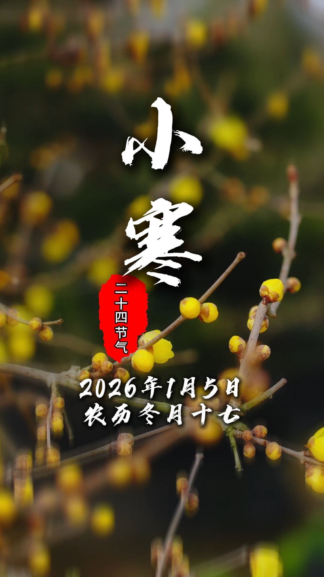 今日小寒#二十四节气#腊梅#腊八粥#温江四季#文明温江#这里是温江