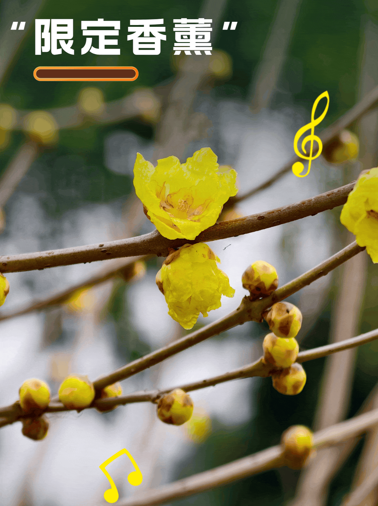 蜡梅开了，来温江寻找诗意与期待！