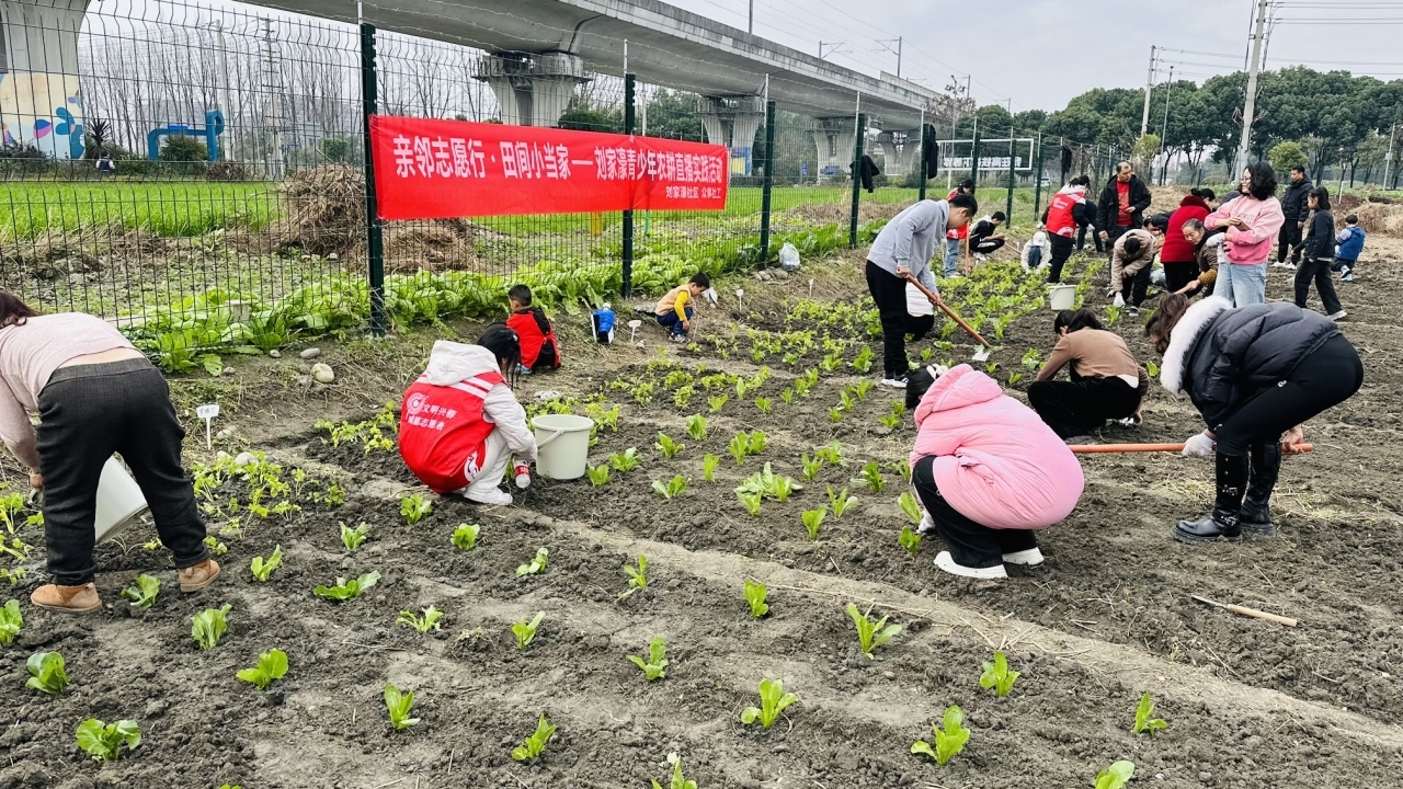 闲置荒地变温情菜园，刘家濠社区“爱心农田”收获邻里情