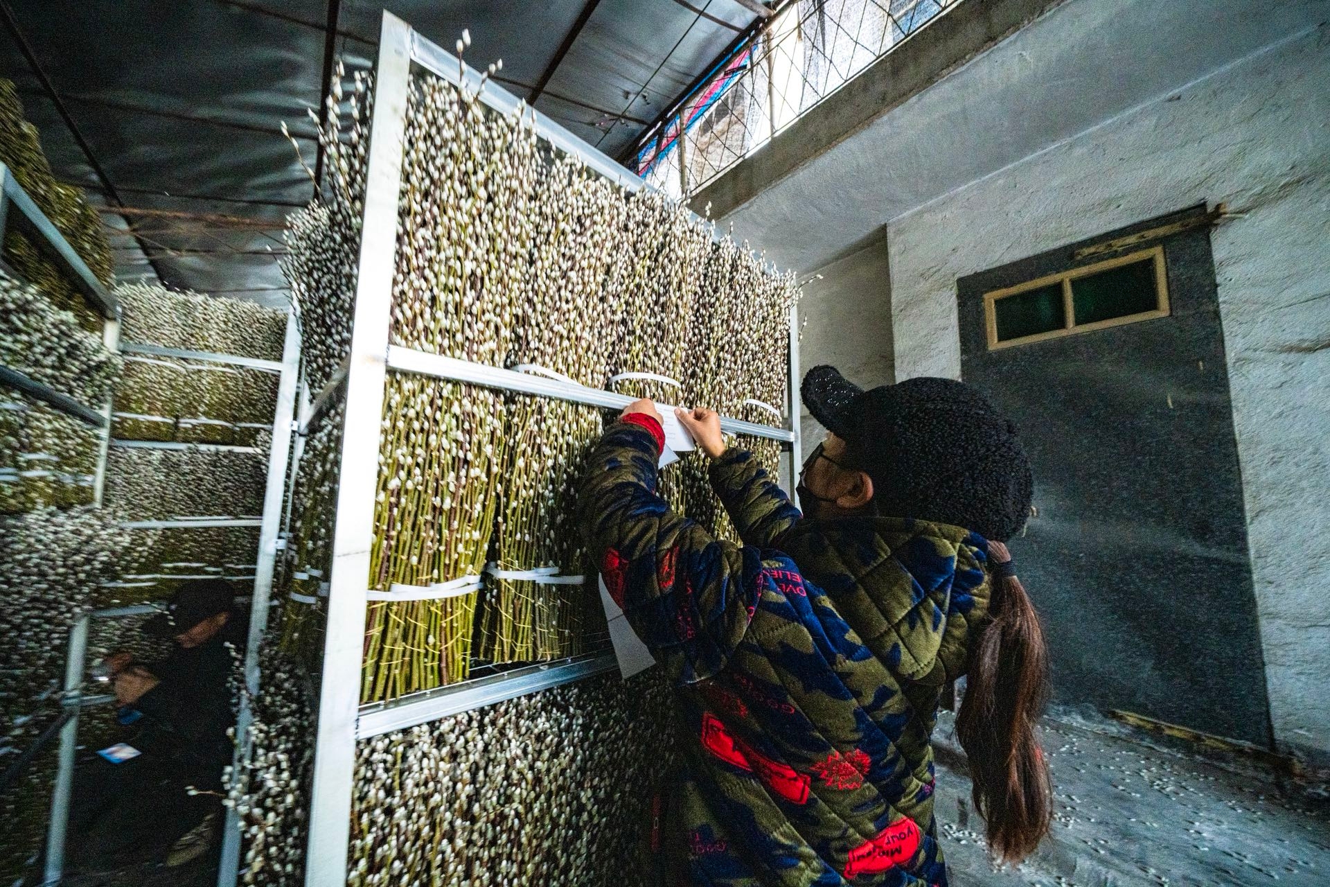 70万枝启程欧洲！温江银柳海外“朋友圈”或将再扩容