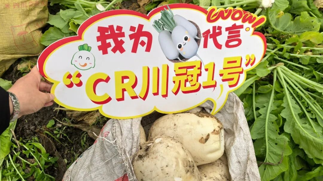 萝卜“杀手”克星来了！温江示范种植的“CR川冠1号”上市