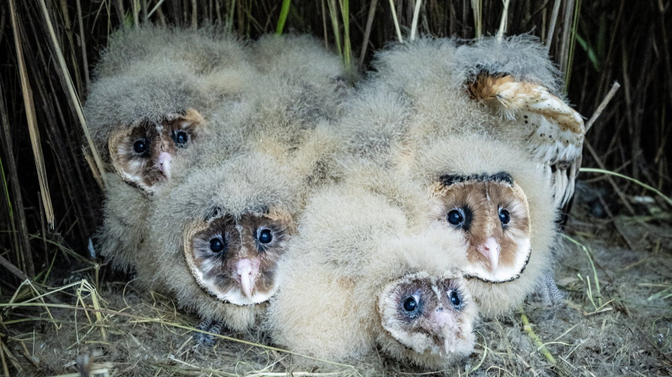 企业停工守巢 温江多方联动护鸮归自然