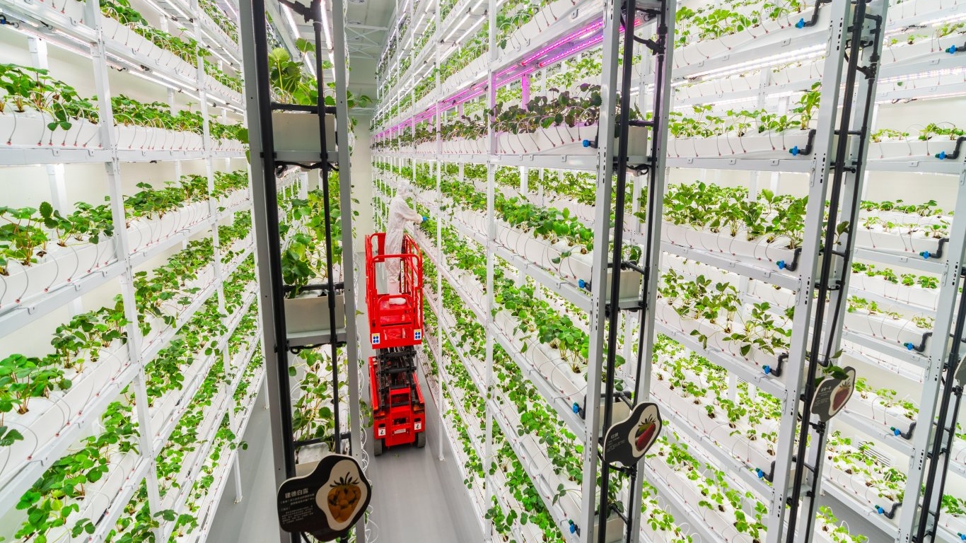 走进西南最大智慧立体草莓工厂，解密365天“草莓自由”的秘密→