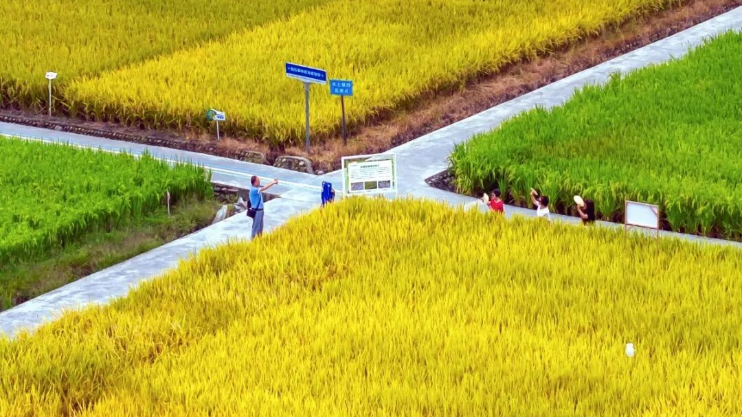 市级重点龙头企业！温江+5