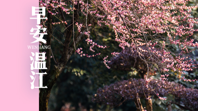 早安温江 | 川AG注意！成雅高速通行有变