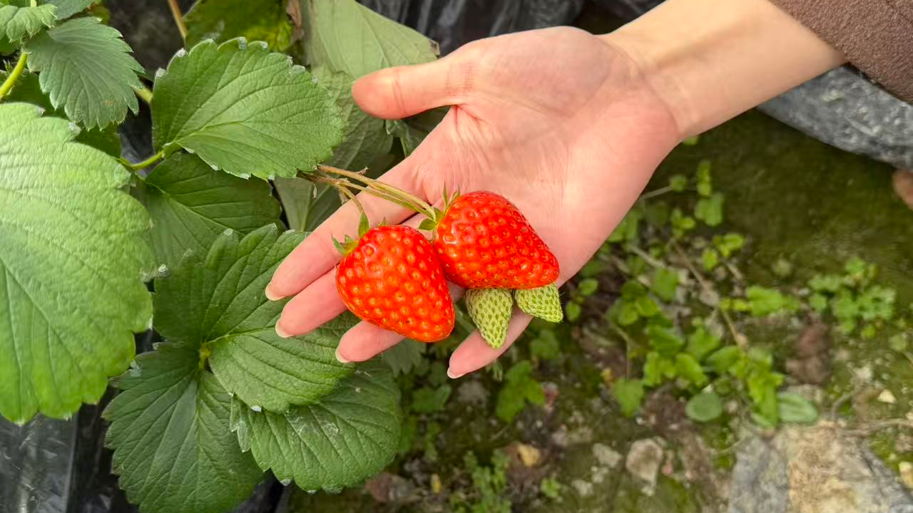 温江这家草莓“持证上岗”，等你来尝鲜