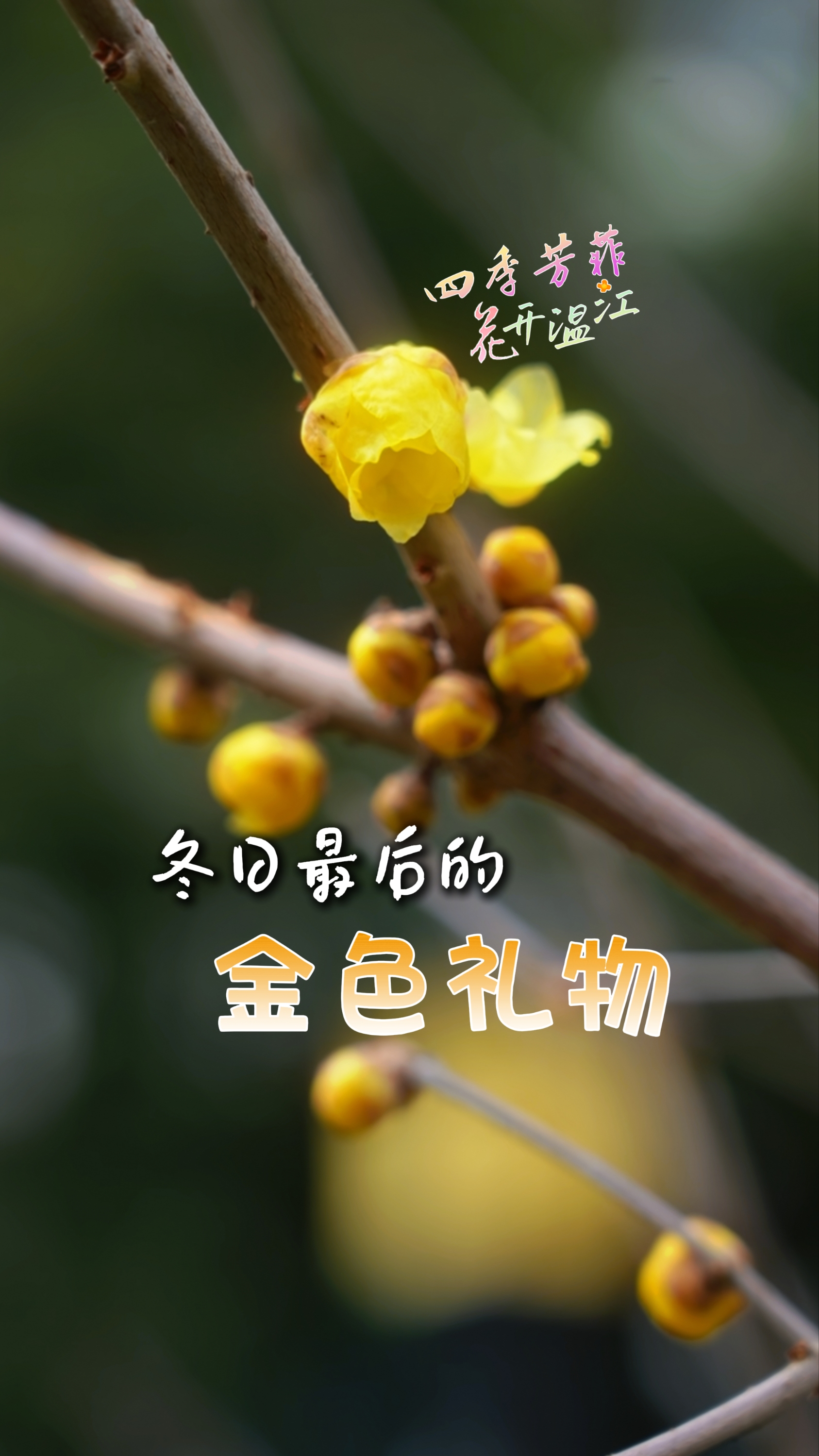 冬日最后的金色礼物～