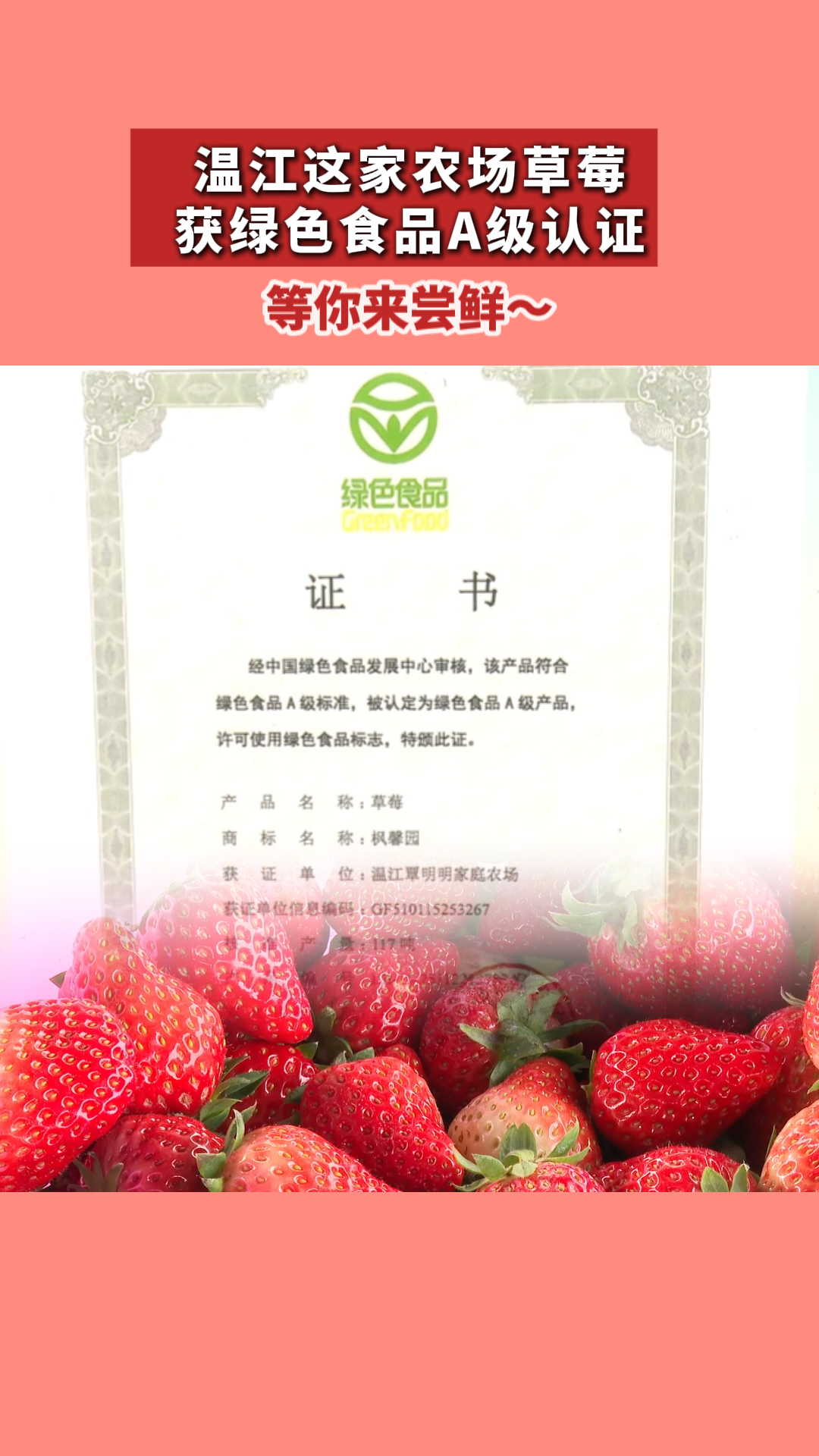 温江这家农场草莓获绿色食品A级认证