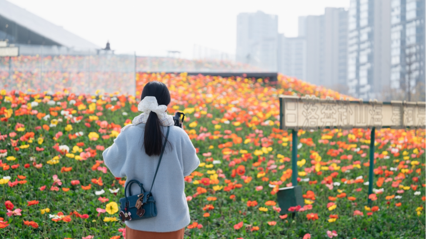 超出片！星河科创公园的虞美人花海美成了“莫奈花园”