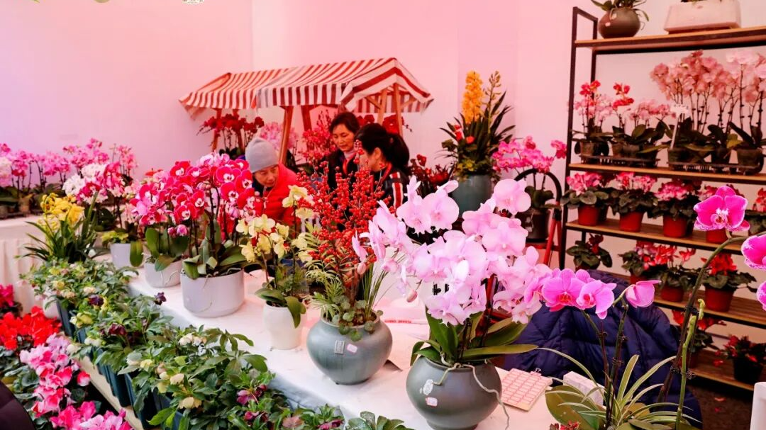 蝴蝶兰卖爆、火锅底料断货！金温江年宵花市火“出圈”～