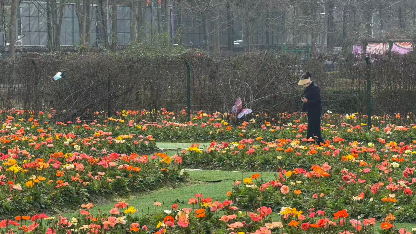 花海、草坪、音乐、乐园！温江这个宝藏地，一天根本玩不够