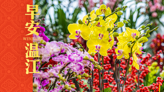 早安温江丨福马迎春