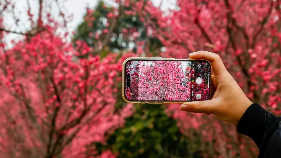 抓住假期的尾巴！共赴一场春日花事~