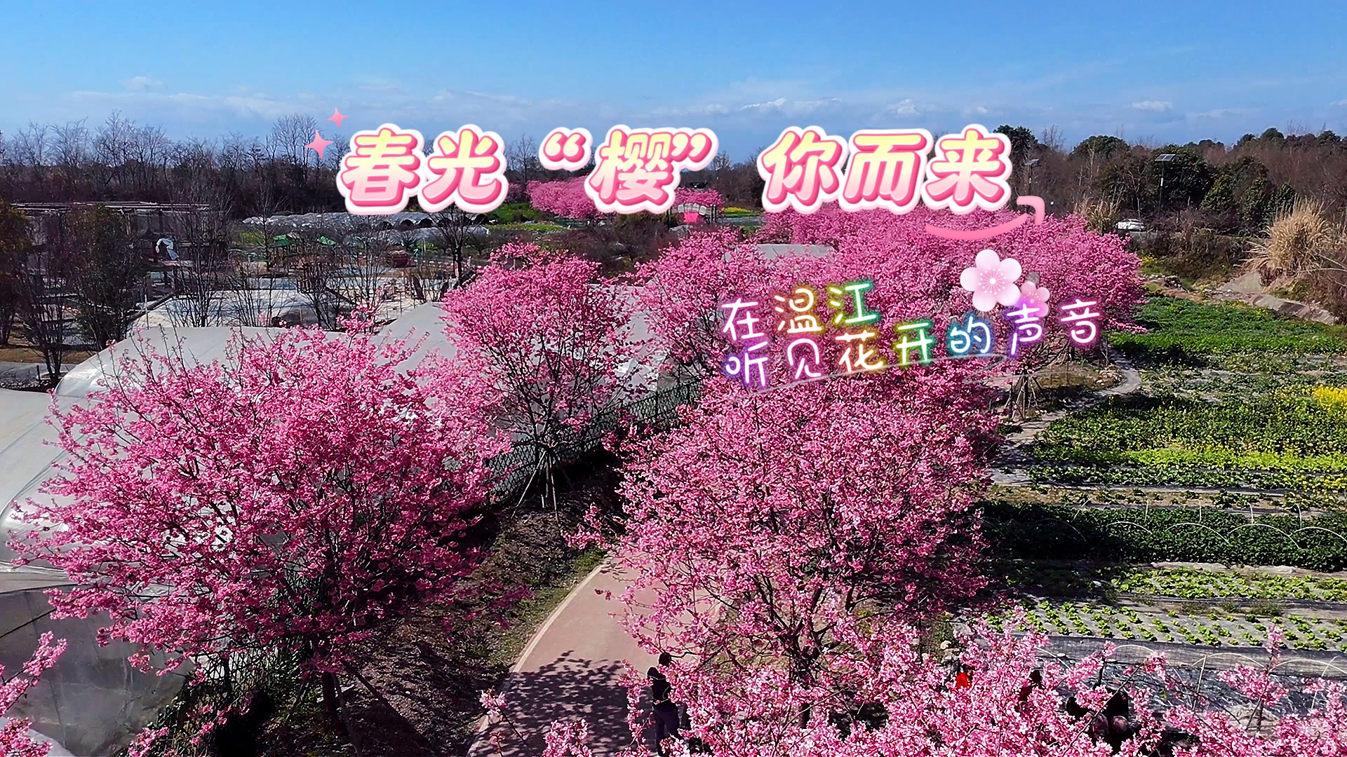 春光“樱”你而来