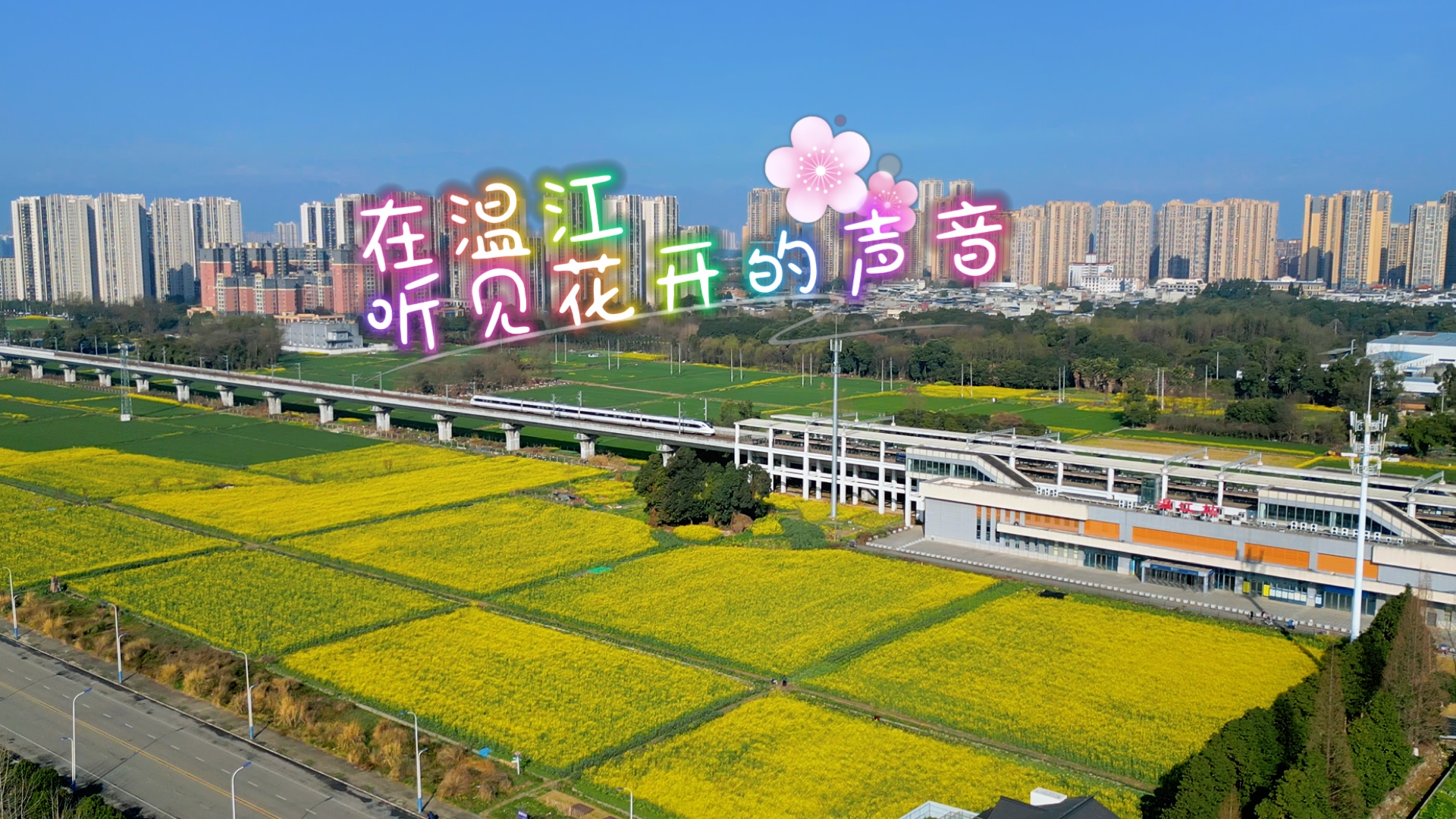 等风来 不如追风去 这片金黄就是答案