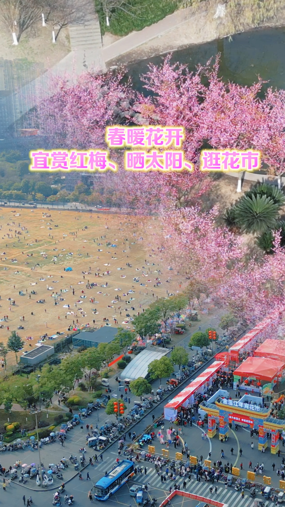 春暖花开 宜赏红梅 晒太阳 逛花市