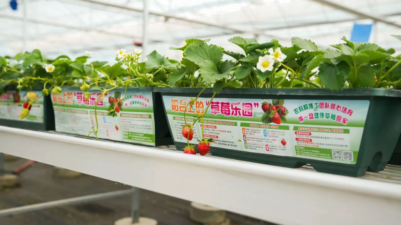 “莓”好邀约！来温江摘草莓啦~