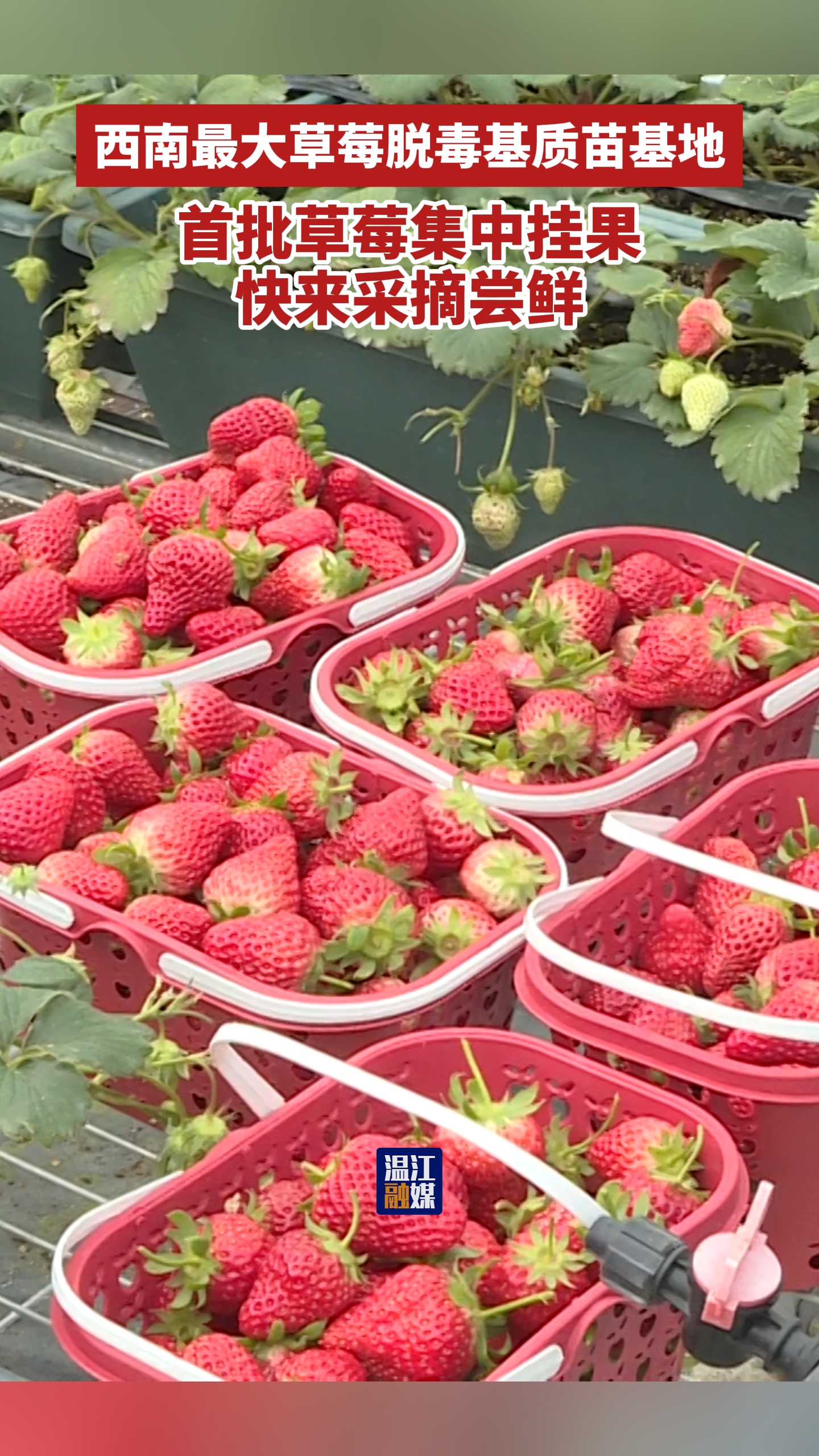 西南最大草莓脱毒基质苗基地首批草莓集中挂果~快来采摘尝鲜！