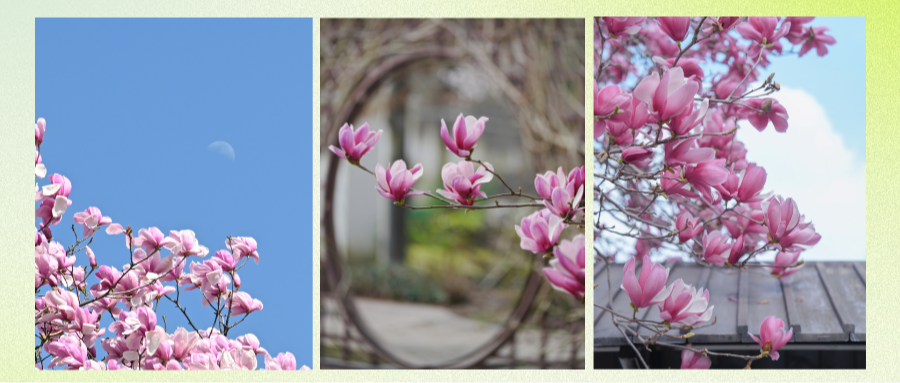 喜欢上温江的玉兰花，像呼吸一样简单~