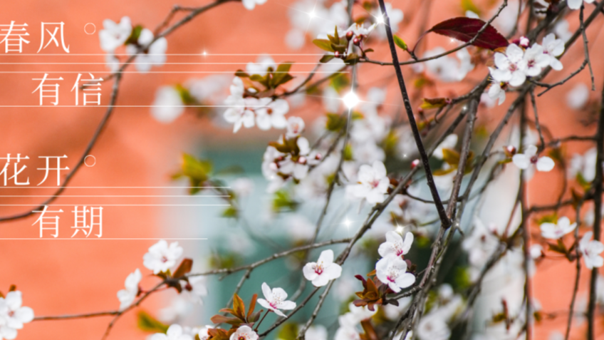 温江春日氛围感，都藏在这“李”~