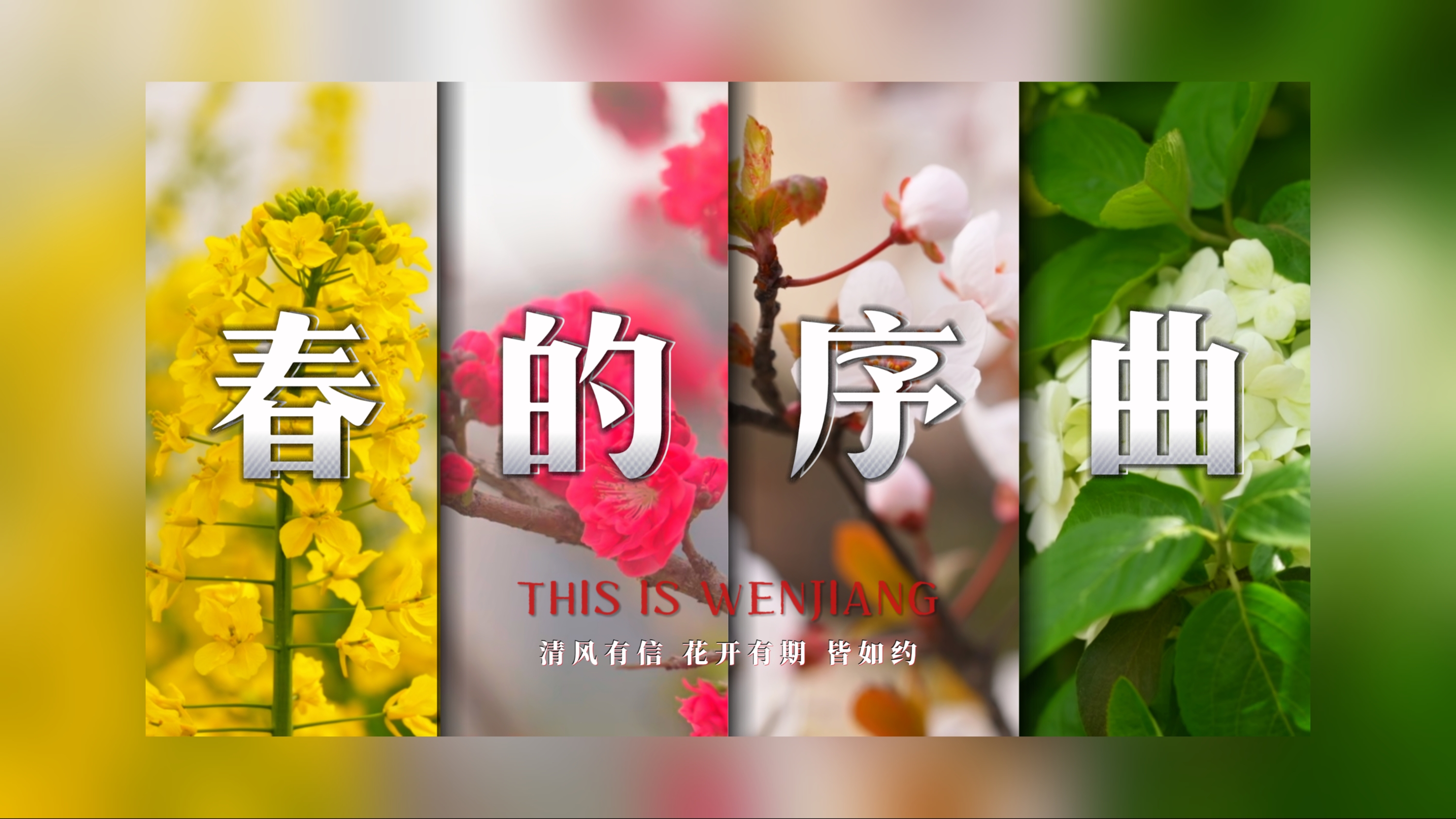 花开预告～春暖花开的温江是这样的