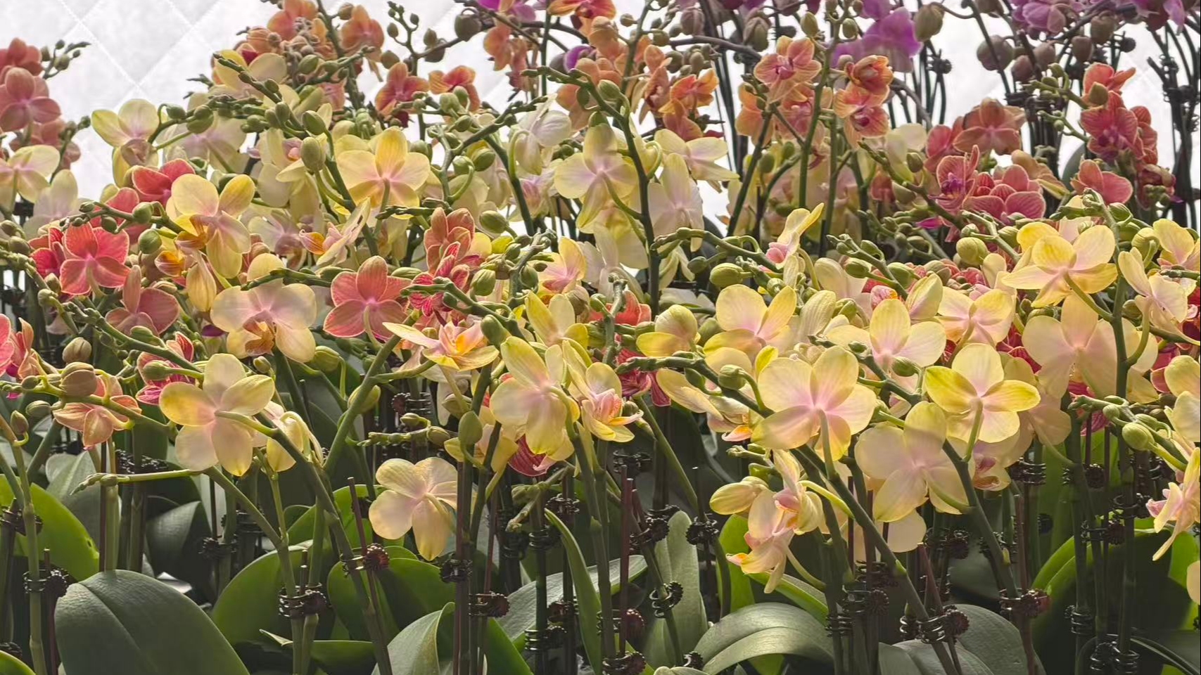 从年宵“爆款”到春日“热销”，南美园艺在温江“花”式绽放