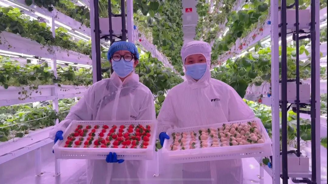 未下产线就被订空！温江这座智慧工厂的草莓有多香？