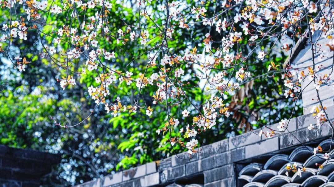 人间三月！与繁花共赴春日雅事~