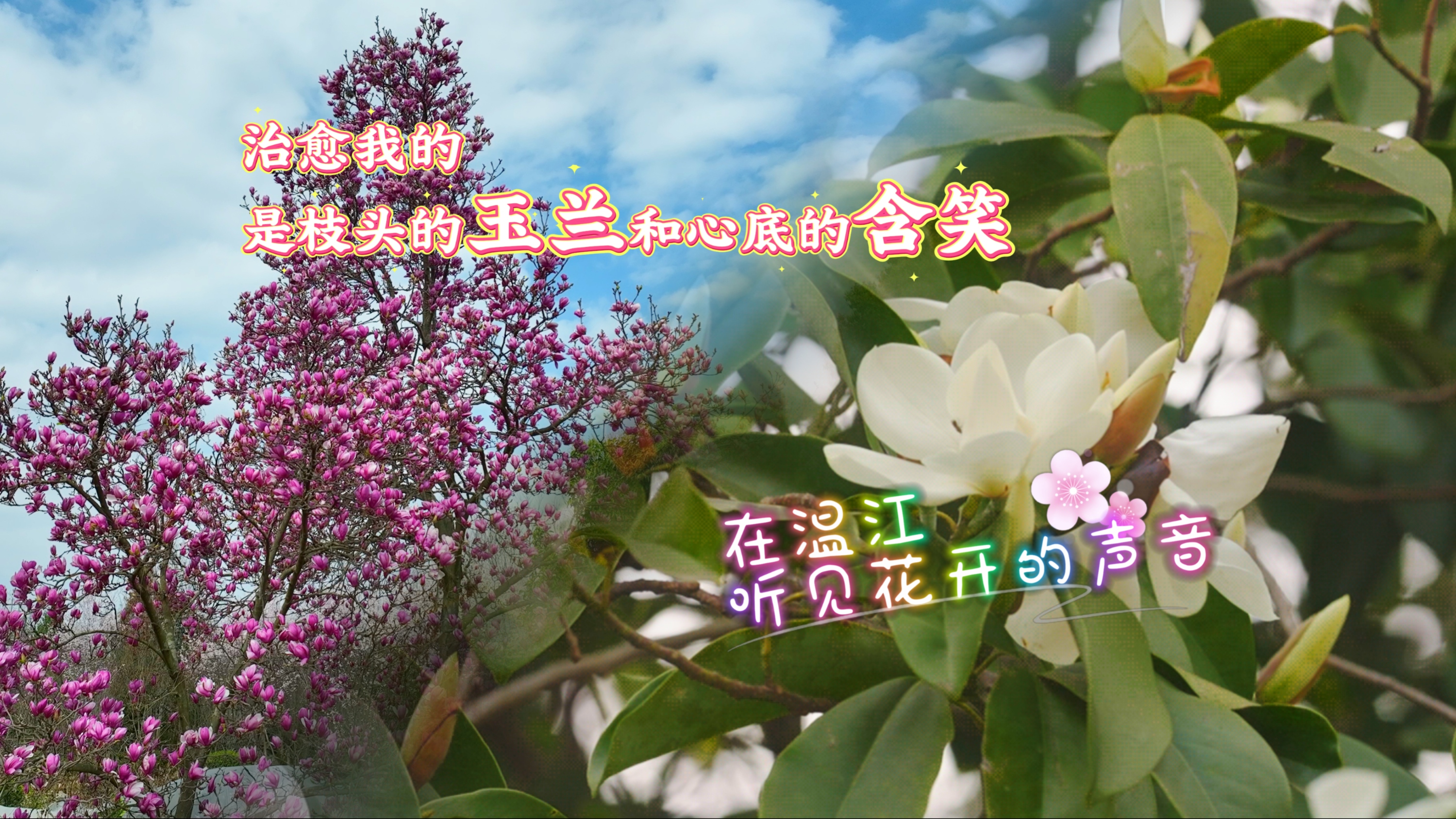 治愈我的，是枝头的玉兰和心底的含笑