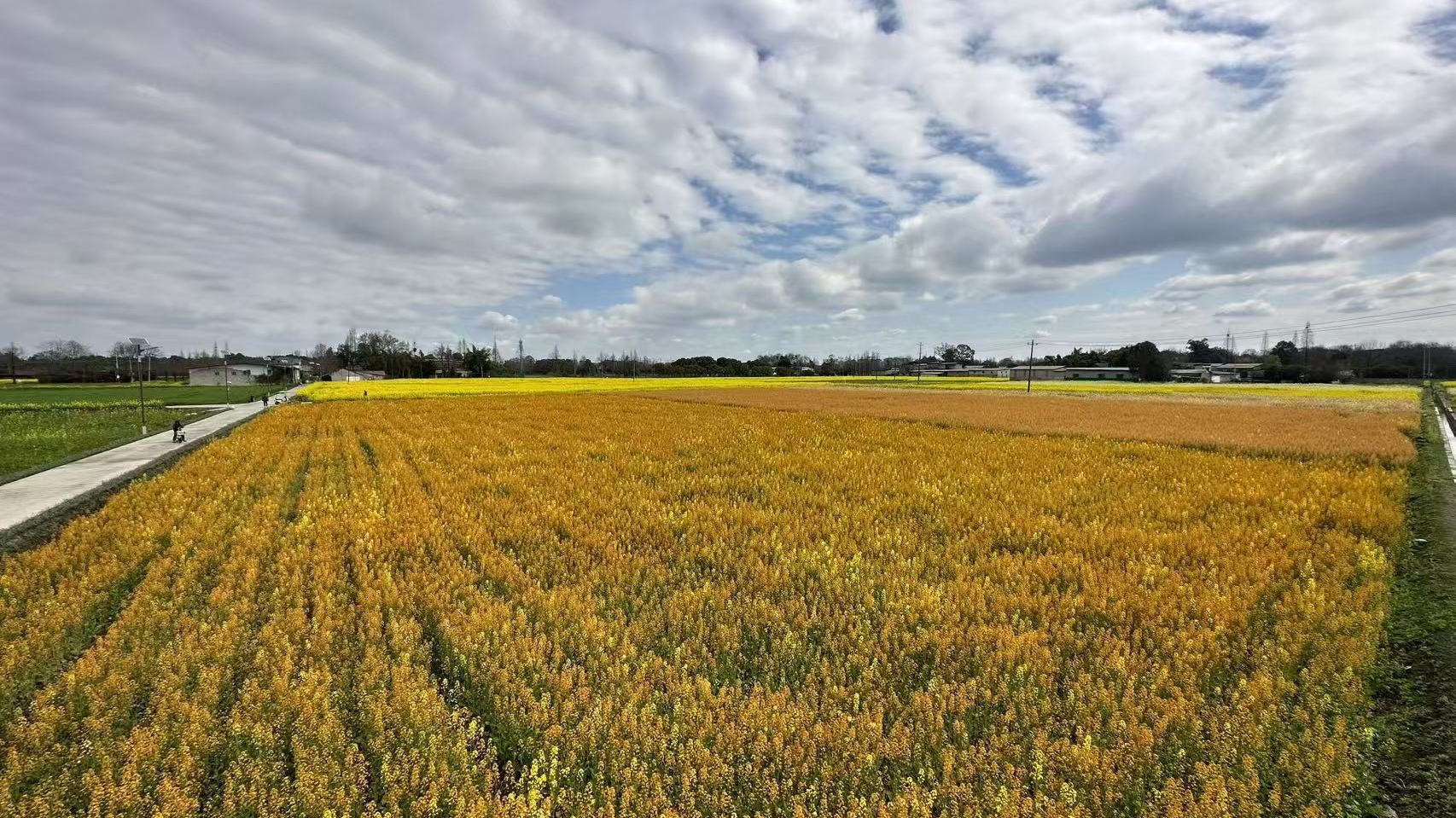 超出片！温江这片彩色花海开的正好，快冲～