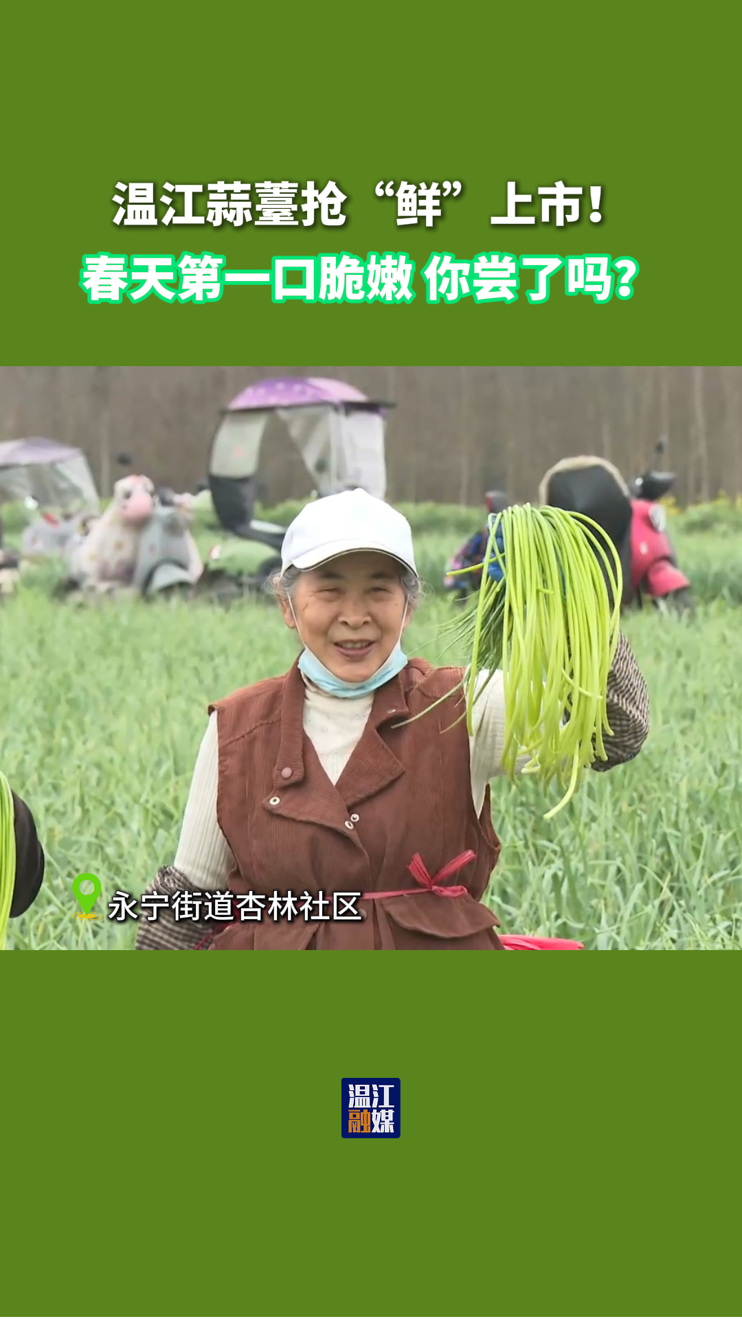 温江蒜薹抢“鲜”上市！春天第一口脆嫩，你尝了吗？