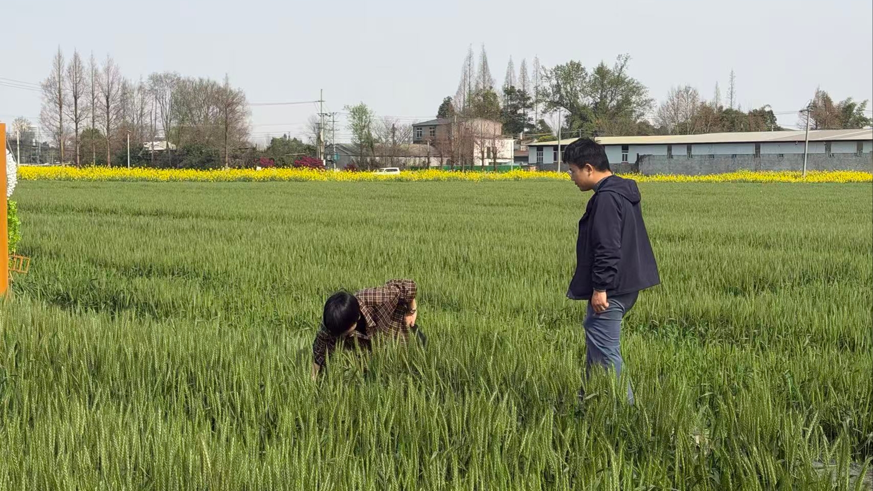 抢抓农时防病害 温江全力护航夏粮丰产