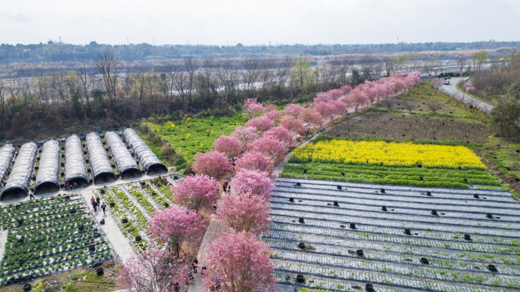 官宣！2026圣恩温江“一路繁花”快乐村跑，3月29日鸣枪起跑！