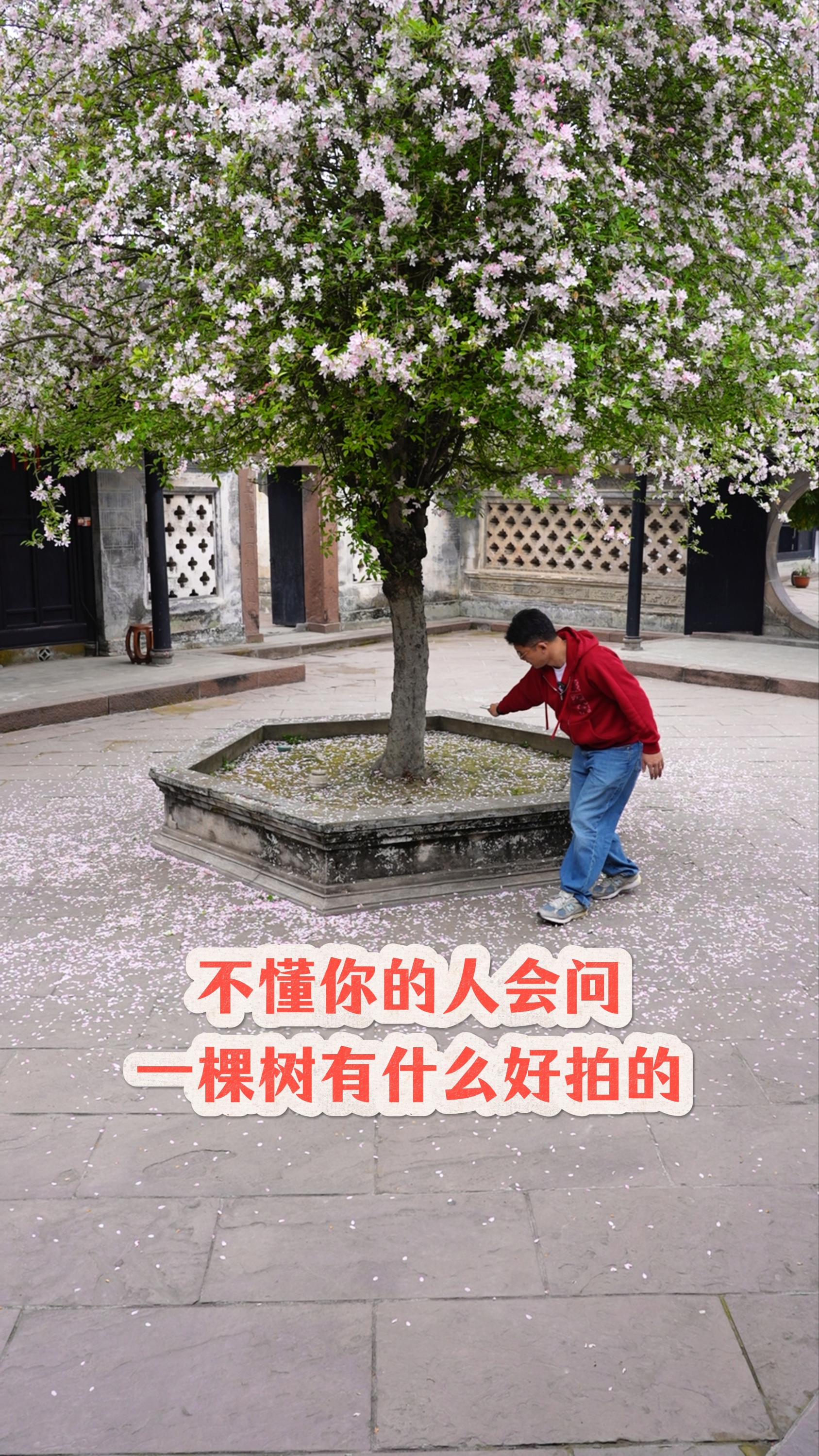 不懂你的人会问，一棵树有什么好拍的～