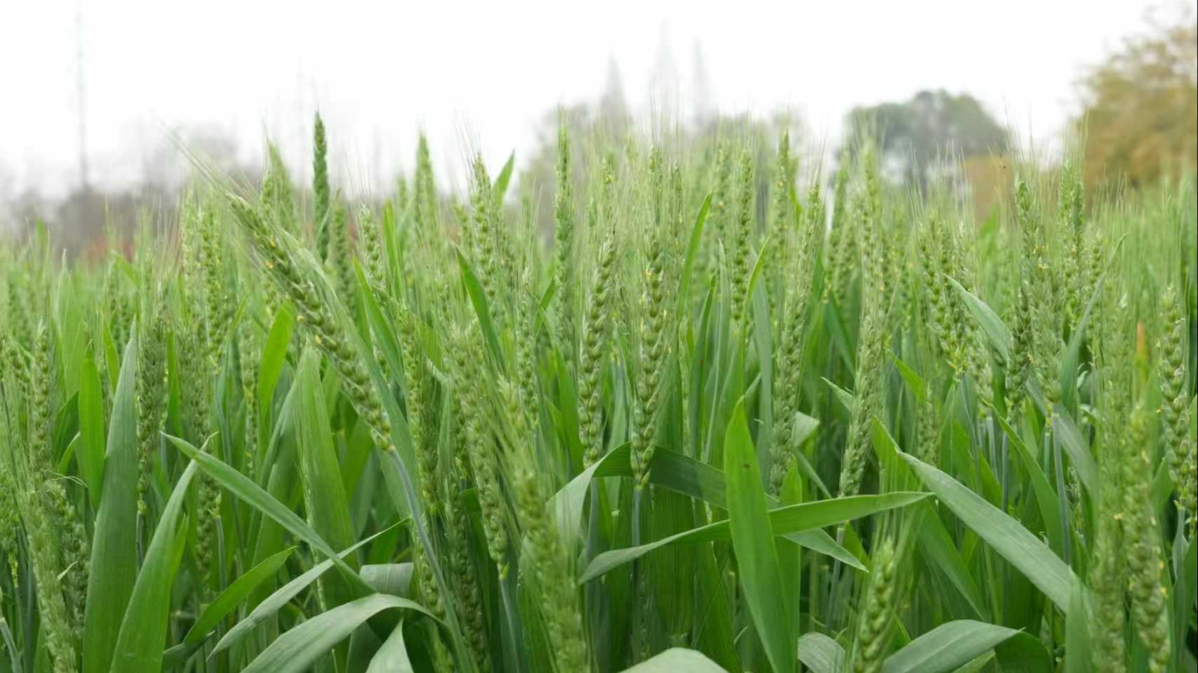 科技下乡服务到田，温江这场培训会为春耕“蓄能”